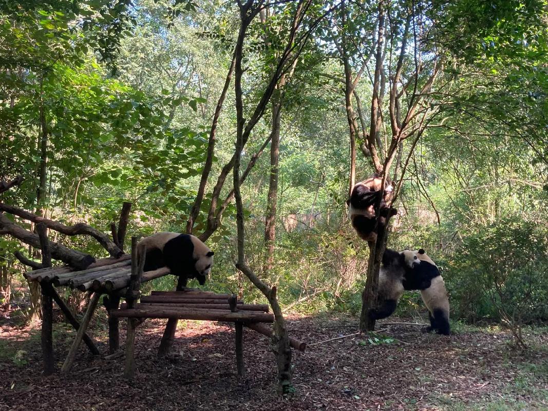 Chengdu-Research-Base-of-Giant-Panda-Breeding